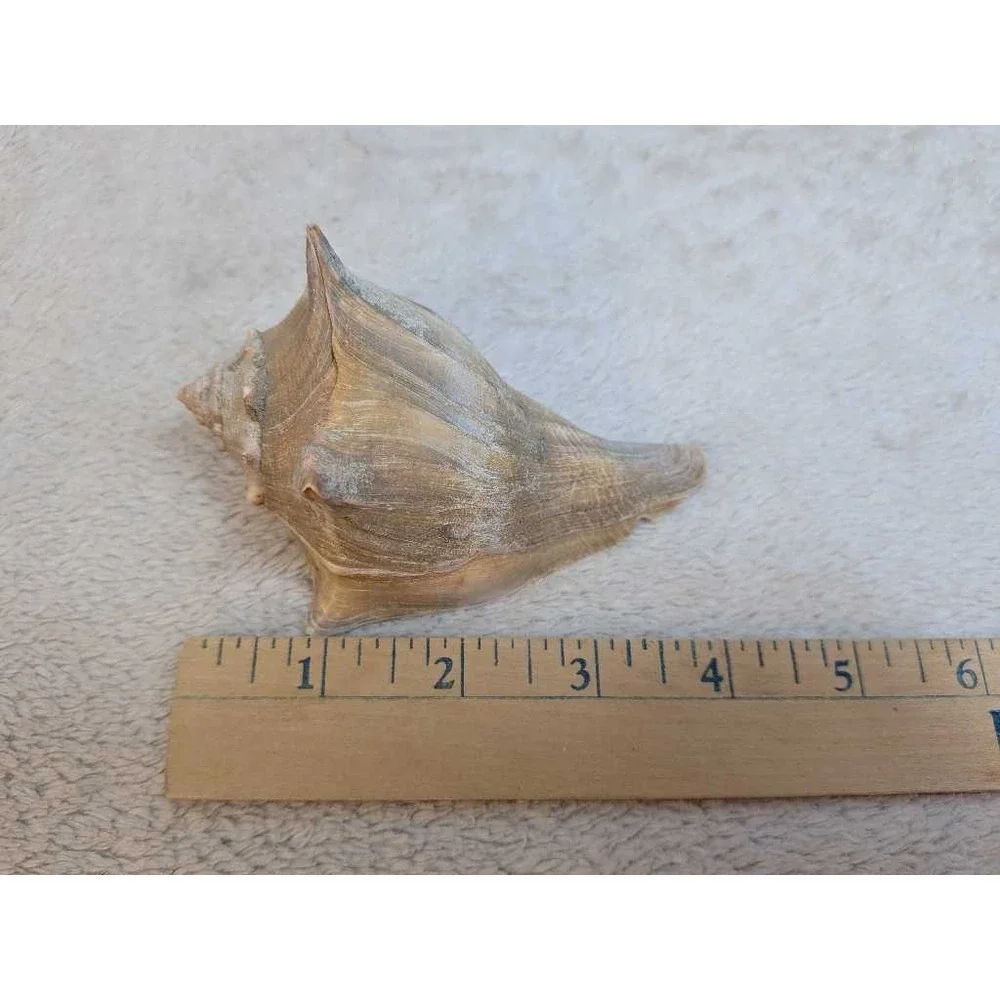 Lot of 3 Spiky Conch Sea Shells Natural Beach Nautical Decor Collection